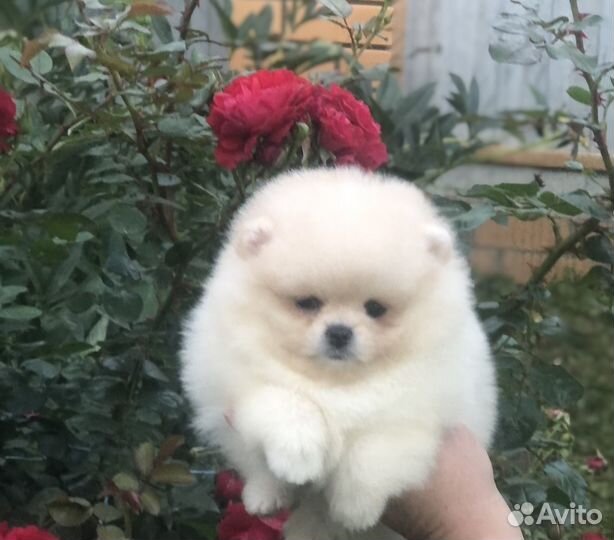 Щенки шпица(девочка)