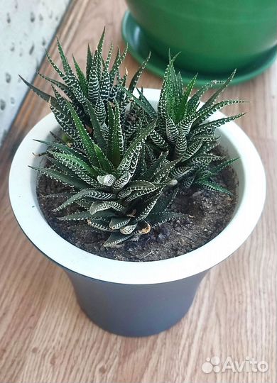 Алоэ и денежное дерево