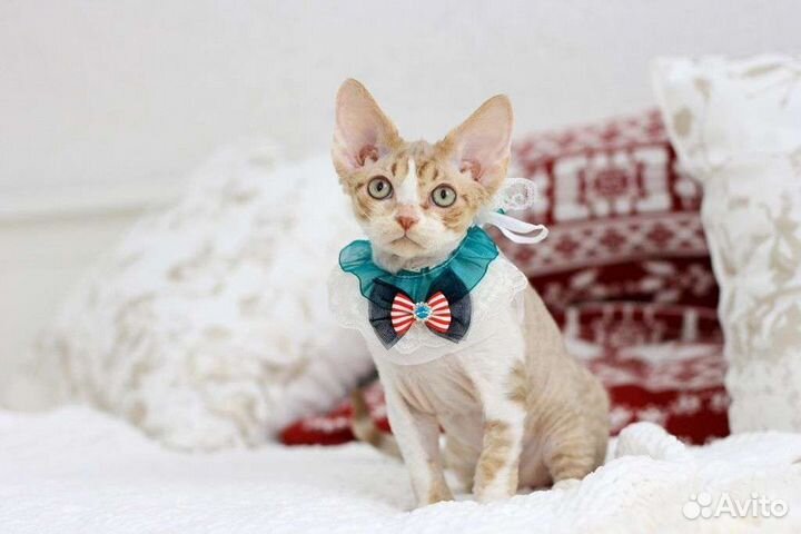 Котёнок породы Девон Рекс