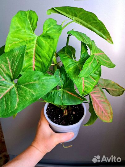 Спатифиллум даймонд Сингониум