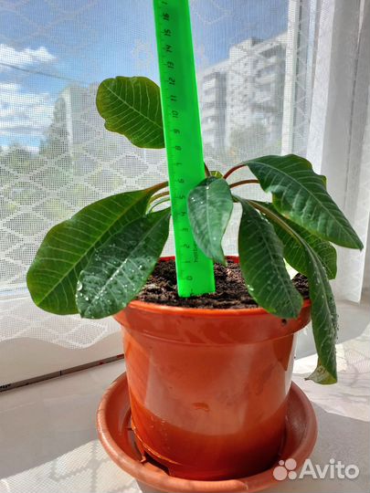 Молочай или пальма