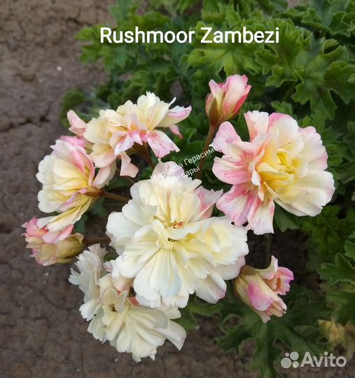 Пеларгонии сортовые