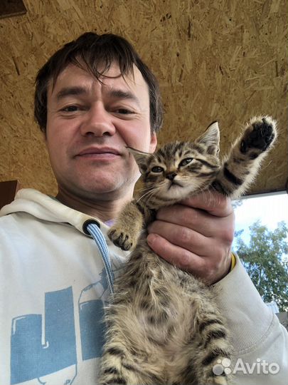 Котята в добрые руки 1 месяц