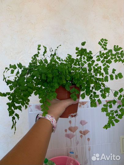 Адиантум венерин волос