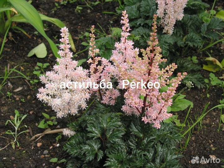 Астильба, вероники