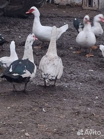 Продаются индоутки