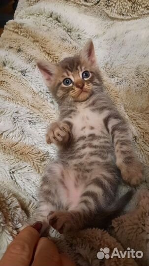 Котята отдам в добрые руки