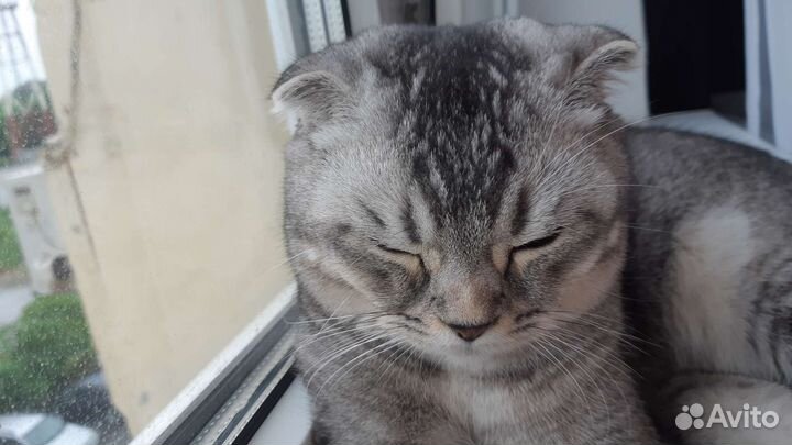Шотландский вислоухий кот на вязку