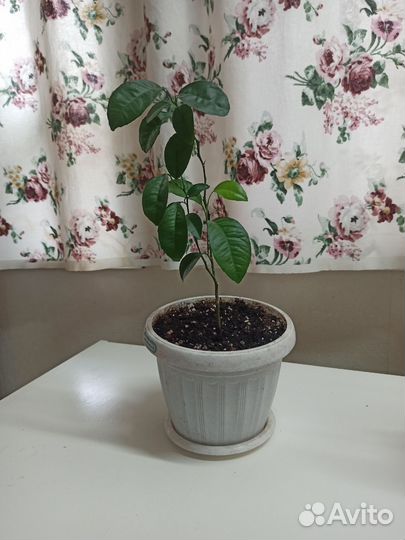 Цитрусовое дерево