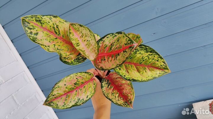 Аглаонема 10 карат