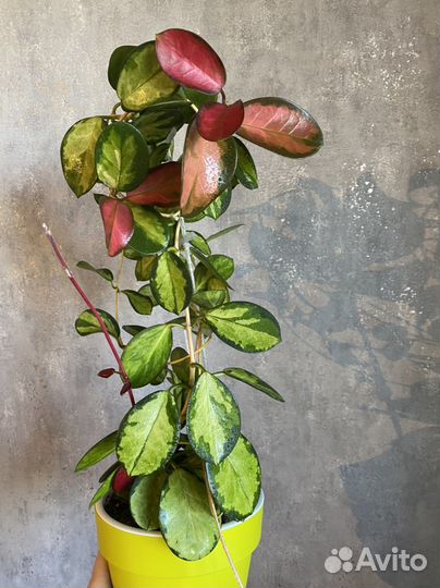 Хойя аустралис Лиза и Australis sunny side up