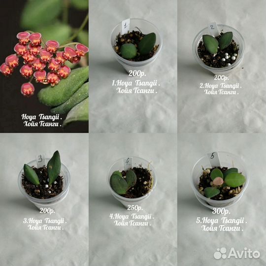 Хойя. Хойи. N8. Укоренённые в 100гр. стаканчиках