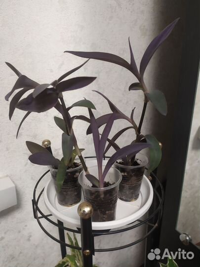 Традесканция