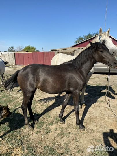 Лошади орловской породы