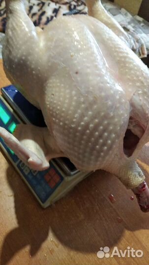 Домашнее мясо индейки, бройлера