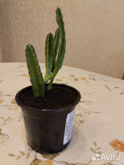 Стапелия красная хищнный цветок