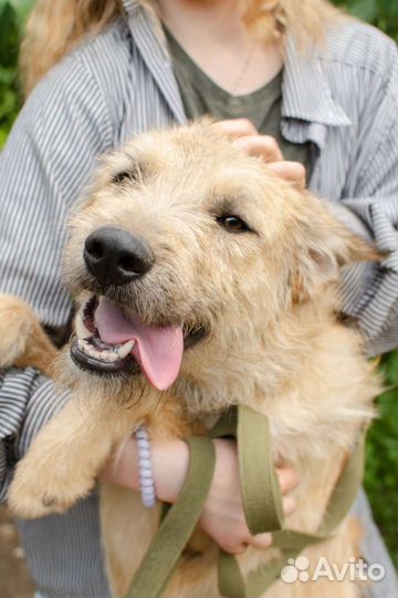 Подросток Олаф ищет дом