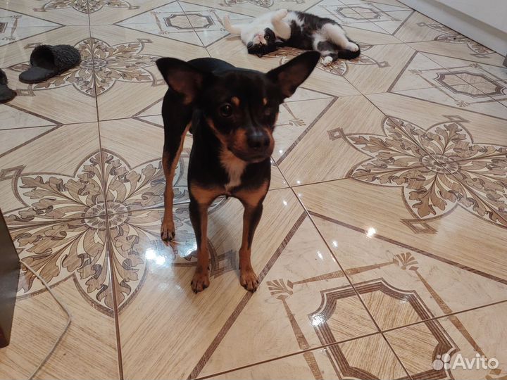 Вязка собак той-терьер