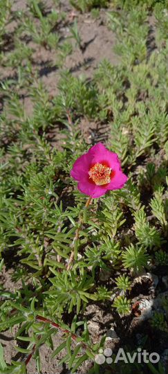 Портулак розовый