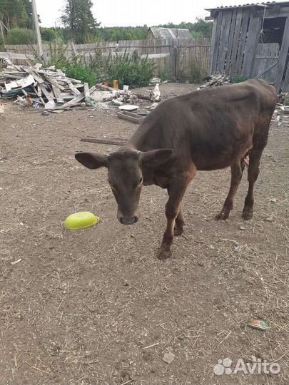 Домашние животные телята