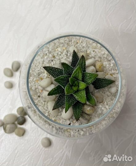 Флорариум, комнатные растения, цветы