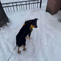 Взрослая собака в добрые руки