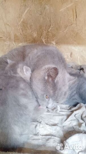 Британская кошка