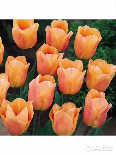 Тюльпан Априкот Бьюти Lefeber, 10 шт