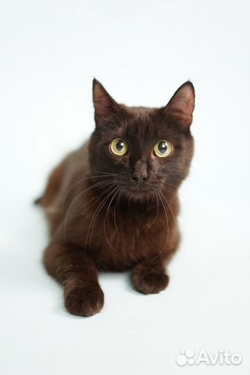 Кошечки и котики из приюта для бездомных животных