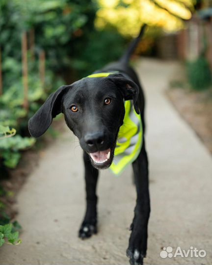 Интересный щенок девочка в добрые руки