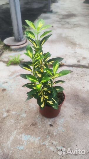 Бересклет японский (комнатный)