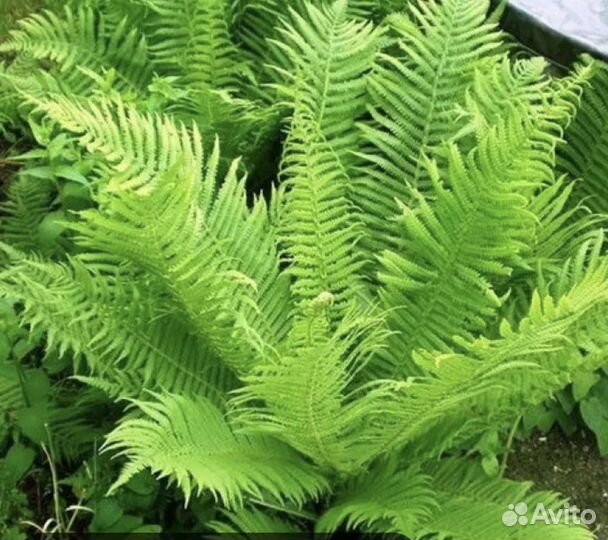 Многолетники