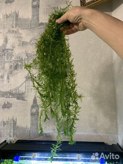 Роголистник