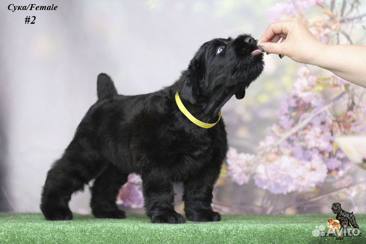 Русский черный терьер щенок (сука)