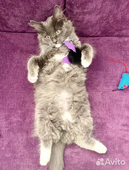 Котенок Куки