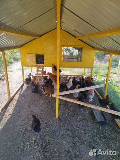 Молодняк кур