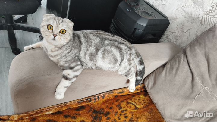 Британские вислоухие котята