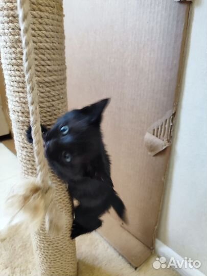 Котята бесплатно