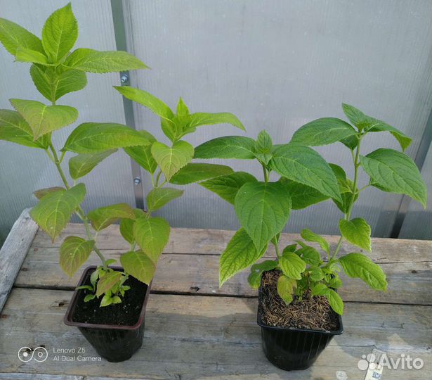 Гортензия «Вечное лето»