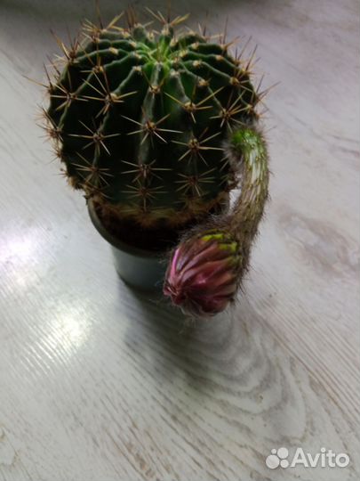 Сортовые гибискусы, кактус, монстера, шефлера