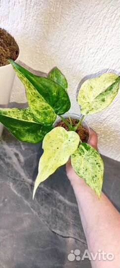 Alocasia cucullata'White lace'