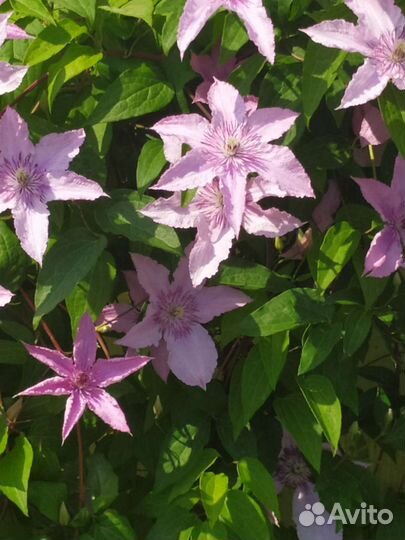 Клематис Хегли Гибрид