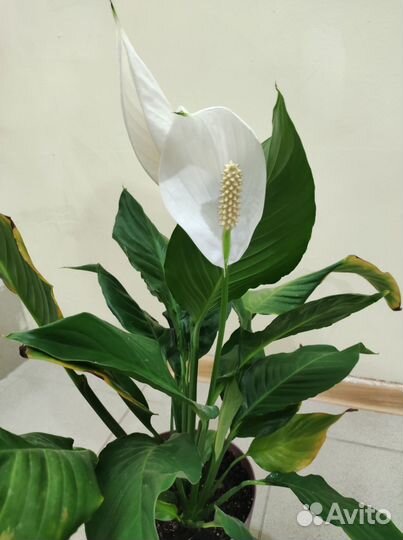 Гиппиаструм, спатифиллум (женское счастье)