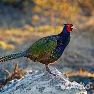 Птица продажа