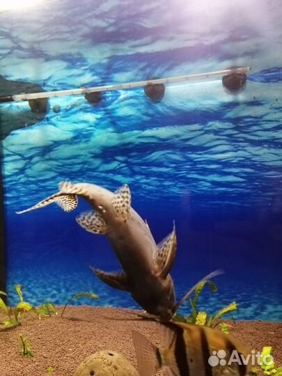 Сом перевертыш