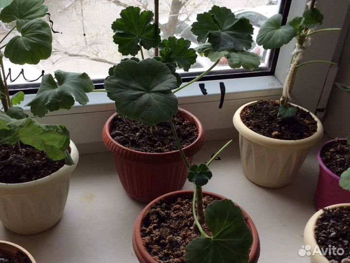 Пеларгония герань