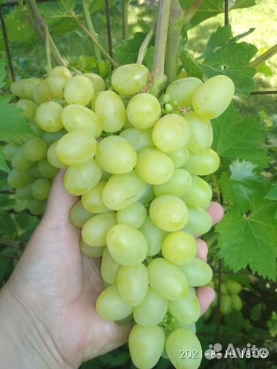 Саженцы и черенки винограда