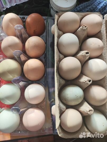 Индюшата.инкубационное яйцо кур Петухи