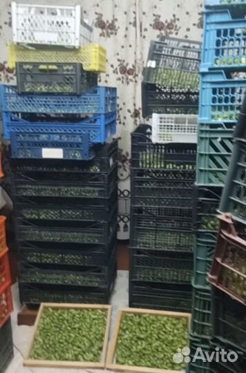 Хмель шишковой Cascade для пивоварения