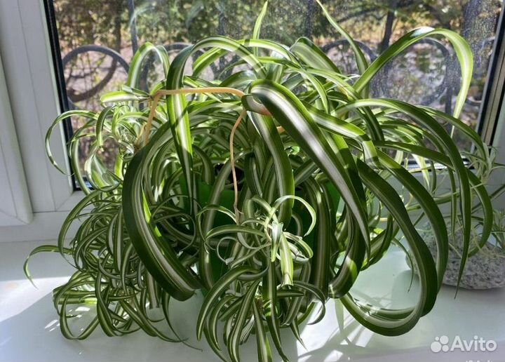 Хлорофитум кудрявый бонни